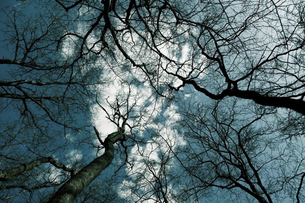 tree, trees, from underneath, forest, nature, winter, germany, baum, bäume, mystical, woods, sky, baum, baum, baum, baum, baum
